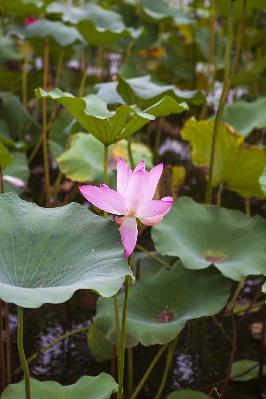 Poster per arredo Fiore di Loto