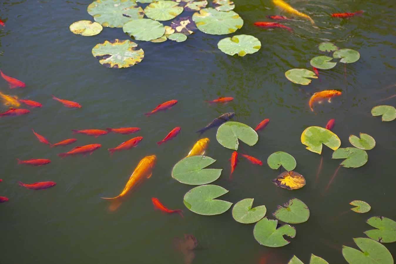 Poster per arredo Laghetto Carpe